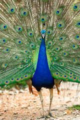 Naklejka premium Peacock at Lokrum - the nearest island near Dubrovnik. Vertical