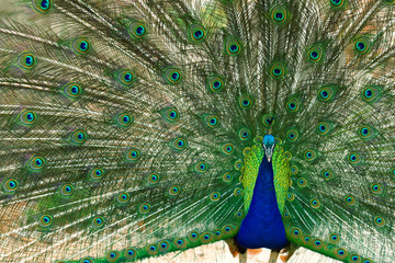 Naklejka premium Peacock at Lokrum - the nearest island near Dubrovnik. Horizonta