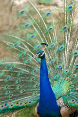 Obraz premium Peacock at Lokrum - the nearest island near Dubrovnik. Close up,