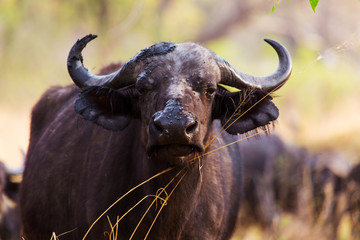 The African buffalo or Cape buffalo
