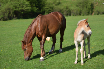 Little foal on a green grass field with flowers near adult brown
