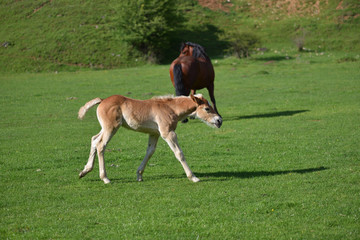 Naklejka na ściany i meble Little foal running on a green grass field with flowers and othe