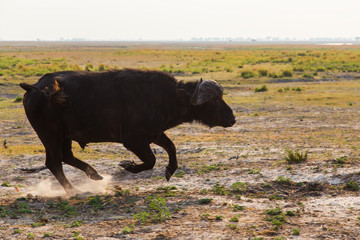 The African buffalo or Cape buffalo
