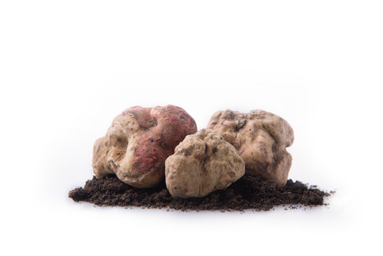 Alba white truffle