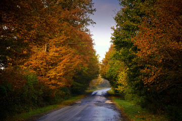 Obraz premium Autumn road