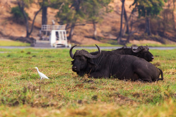 The African buffalo or Cape buffalo
