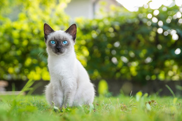 Blue eyed cat