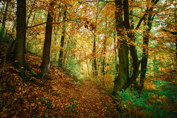 Autumn colorful forest