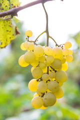 Grapes against blurry background