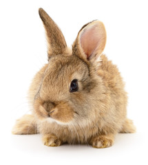 Brown rabbit on white.
