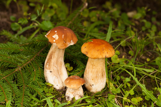 Boletus Edulis. In Forest Growing Three Sweet Edible Whit Mushrooms Boletus Edulis. Delicate Mushroom.