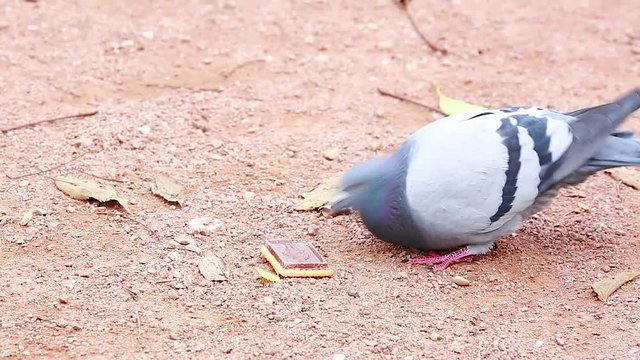 Dove Bird Eating A Chocolate Biscuit In A Park