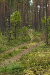 forest road around pine trees and moss