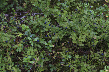 background berry branches and leaves of blueberry