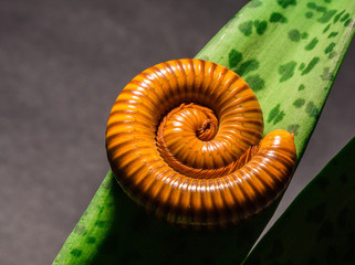 Macro of orange and brown millipede on green leaf, Millipede coi