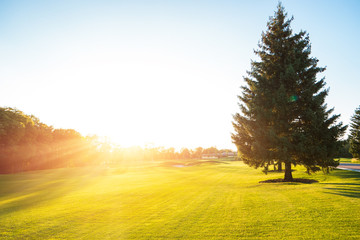 Tree on the lawn. Meadow and clear sky. Golf field outside the town. Relax and enjoy fresh air.