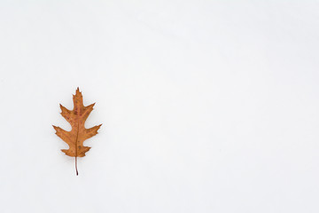 Brown dry leaf lying on snow background