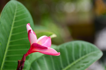 Obraz premium Pink plumeria on the plumeria tree 