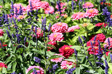 Fototapeta premium flores