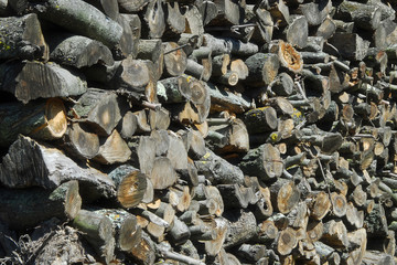 Tronchi d'albero tagliati