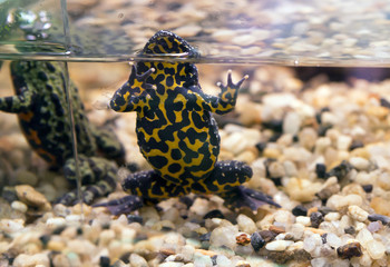 Лягушка желтобрюхая жерлянка     Oriental fire-bellied toad