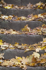 Leaves on a stairs