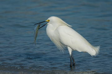 Snowy Egret With Fish.