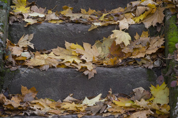 Leaves on a stairs