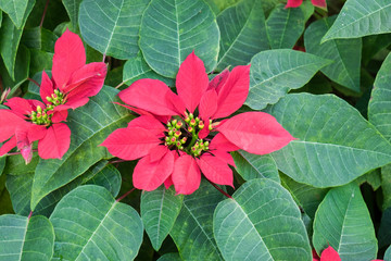 Poinsettia plant, christmas flower, red and green leaf