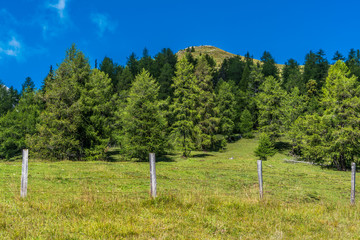 Fototapeta na wymiar Berggipfel in Österreich mit Wald und Weidezaun