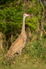 Sandhill Crane (Grus canadensis) standing in grassland.