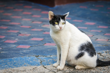Thai cat yellow eye portrait. Black and white tabby cat on cement floor.