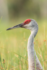 Sandhill Crane Profile