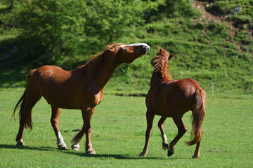 Two beautiful adult horses playing in a green grass field