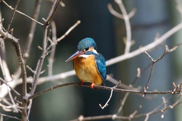 Kingfisher
