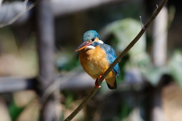 Kingfisher
