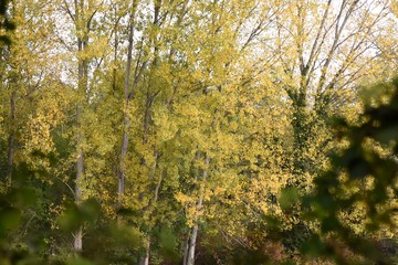 Fototapeta premium Forest in autumn