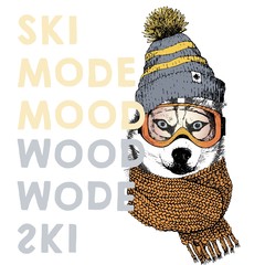 Vector poster with close up portrait of siberian husky dog.Ski mode mood. Puppy wearing beanie, scarf and goggles.