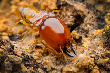 termite
