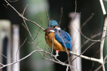 Kingfisher
