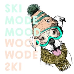 Vector poster with close up portrait of pit bull dog.Ski mode mood. Puppy wearing beanie, scarf and snow goggles.