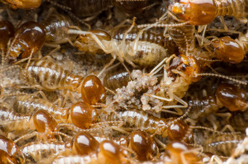 termite