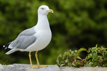 Seagull