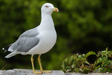 Seagull