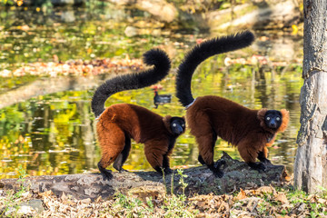 Roter Vari - Lemur variegatus - Lemuren