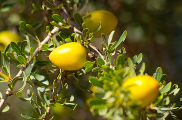 Argan tree with yellow fruits