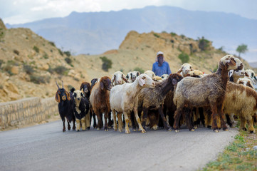flock of sheep overtaken by the shepherd