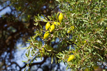 Argan tree with yellow fruits