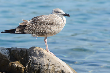 Seagull