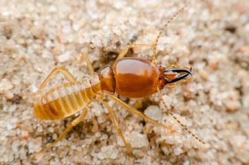 termite